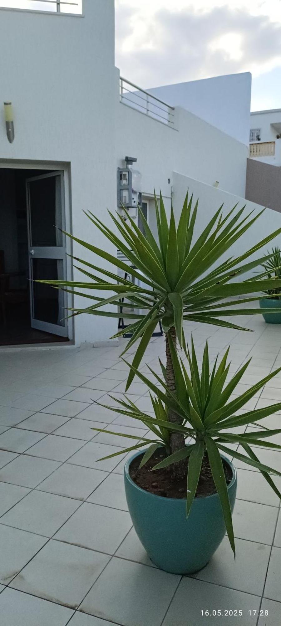 Residence Debbabi Sans Coupure D'Eau Monastir Rom bilde