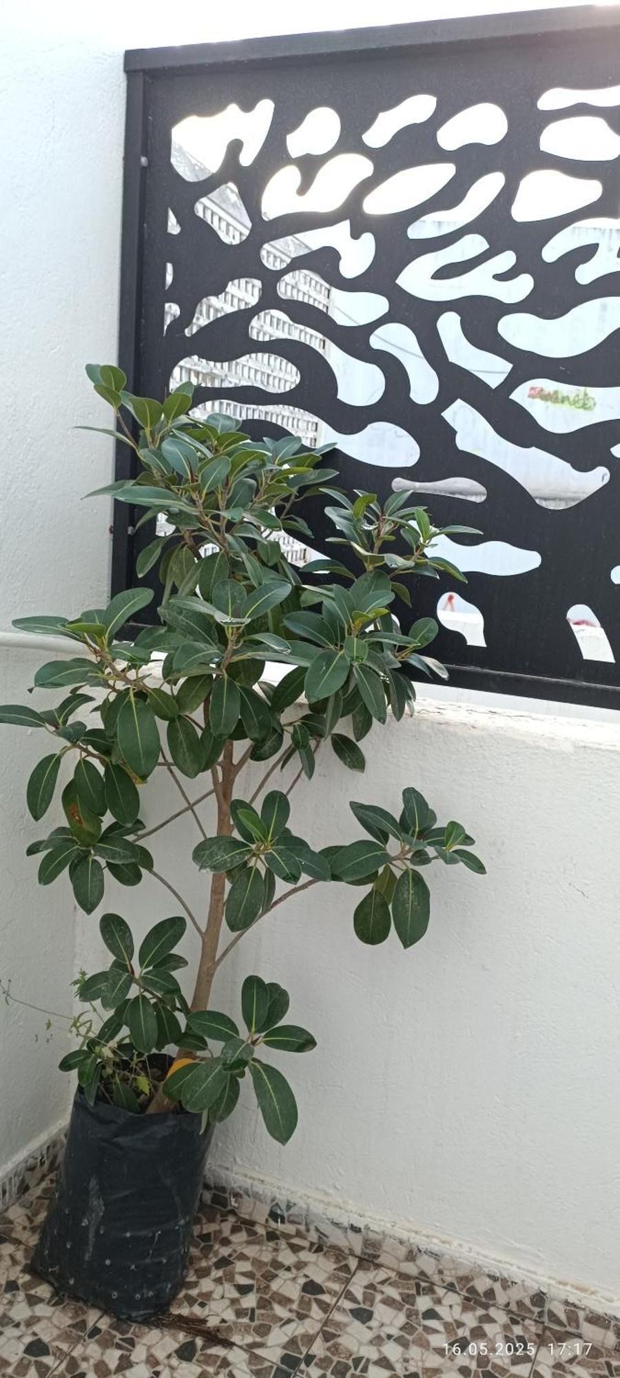 Residence Debbabi Sans Coupure D'Eau Monastir Rom bilde